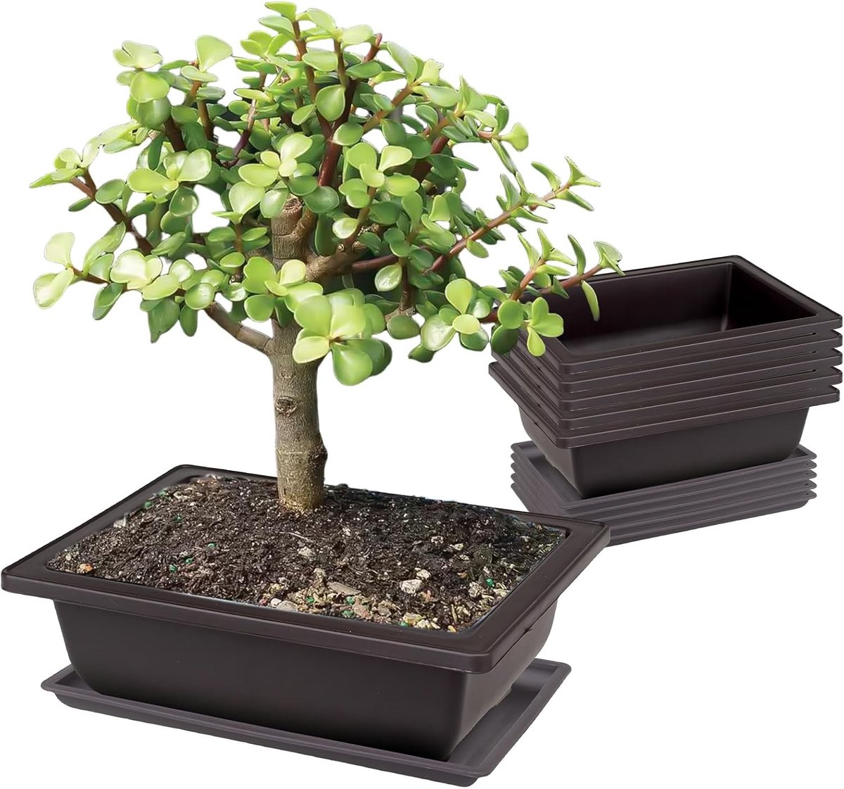Set van 6 Bonsai Training Schalen 23 x 17 x 8 cm - Diepe Plastic Potten voor Tuin, Binnen en Kantoor