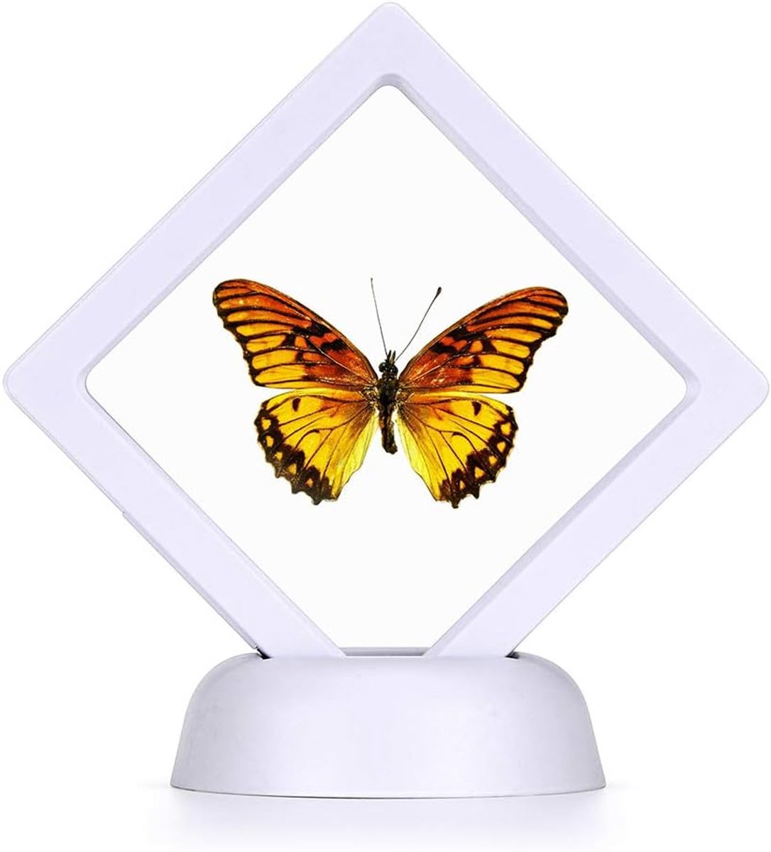 3D zwevende vitrinekast, hangend frame met muntenbox voor