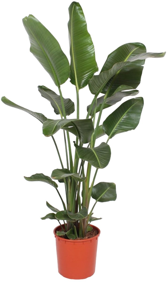 Bol.com Trendyplants - Strelitzia Nicolai - Paradijsvogelbloem - Kamerplant - Hoogte 160-180 cm - Potmaat Ø24cm aanbieding