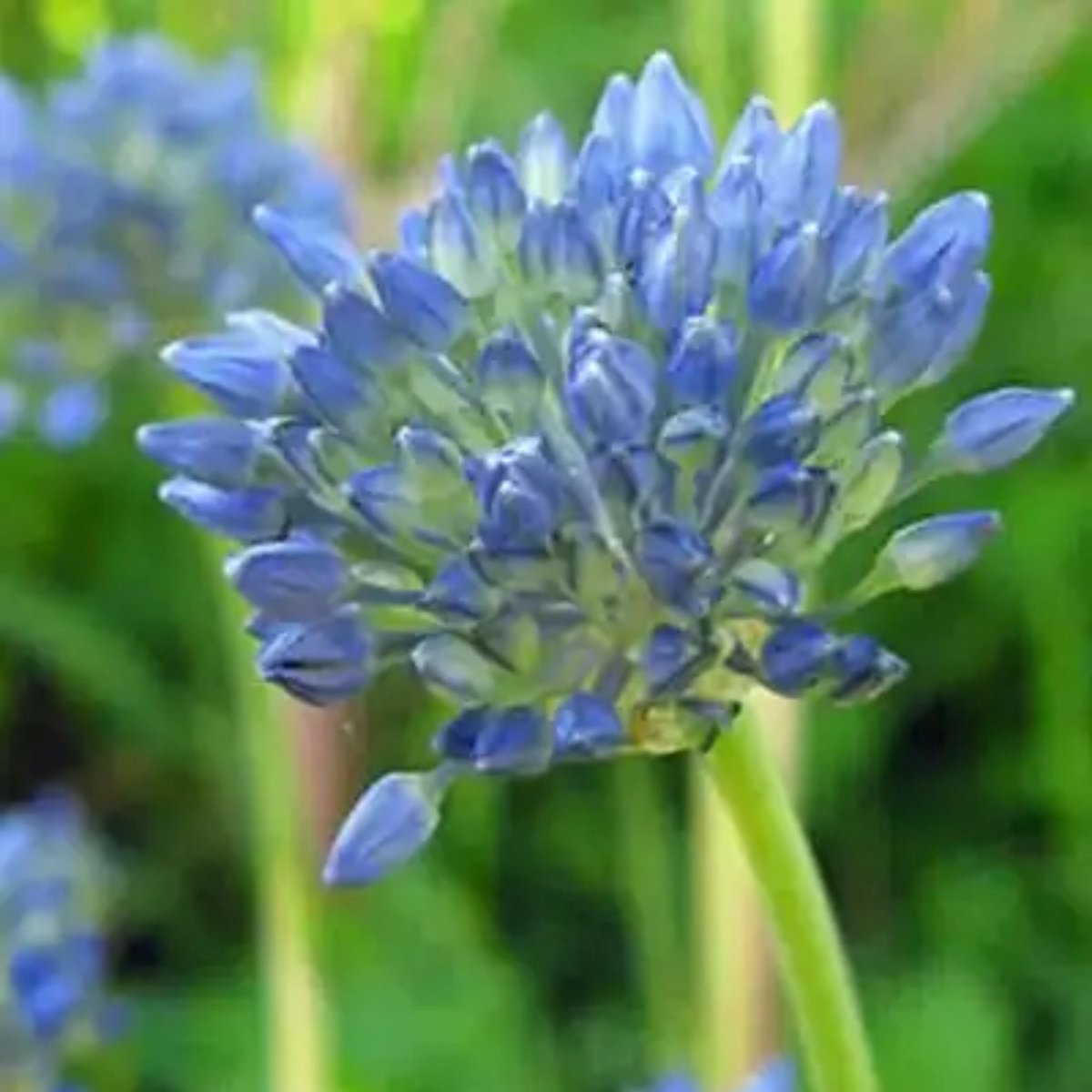 Sierui (Allium) - Caeruleum - Bijen-Vlinders - Snijbloemen - Zomerbollen - Voorjaarsbollen - bloeit in Juni / Juli