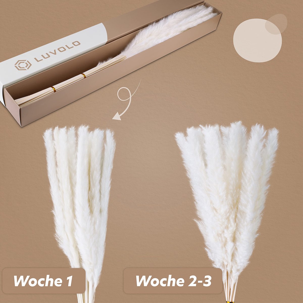 Pampasgras wit met beschermdoos - droogbloemen boeket - boho decoratie - sfeervolle toevoeging voor elke ruimte - ShopVlot