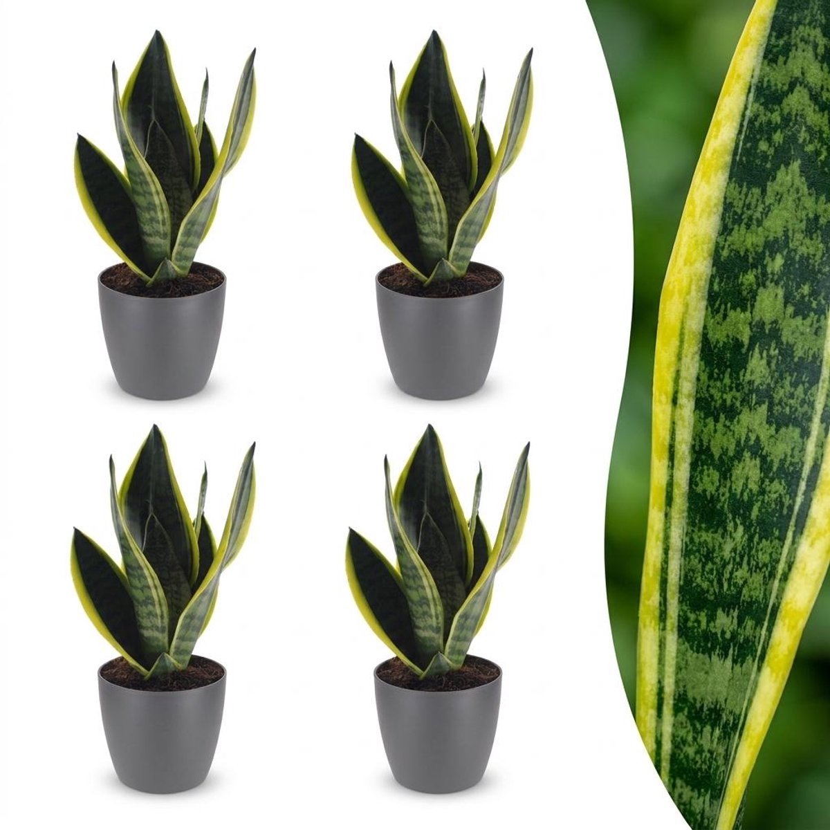 Plantenboetiek.nl | Sansevieria Future Superb - Vrouwentong - 4 Planten - met Potter Grijs - Ø12cm - 25-35cm hoog