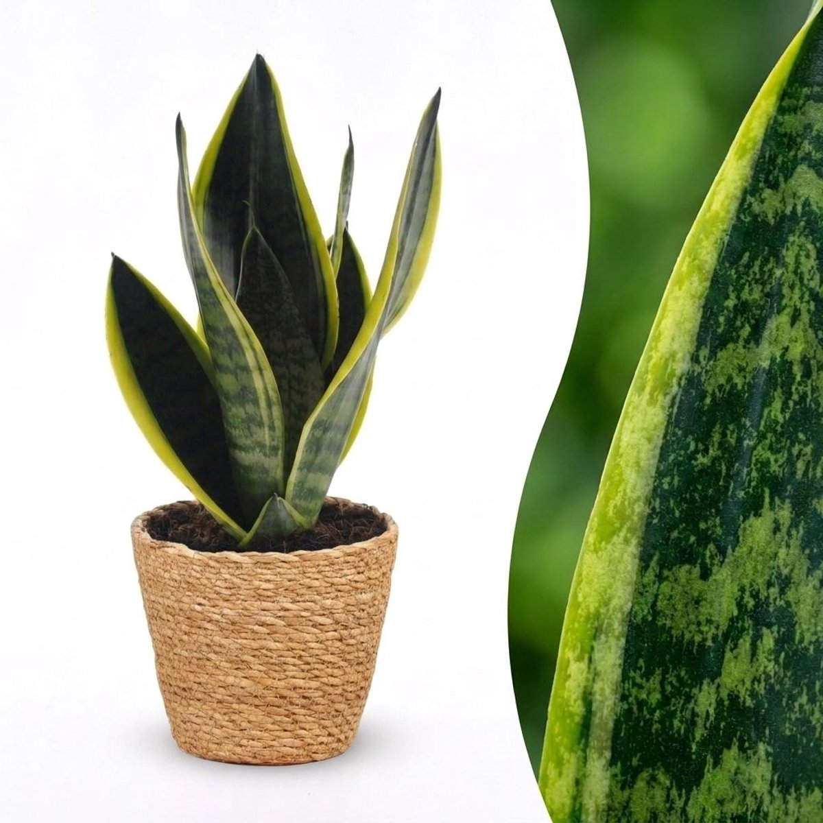 Plantenboetiek.nl | Sansevieria Future Superb - Vrouwentong - met Mand - Ø12cm - 25-35cm hoog