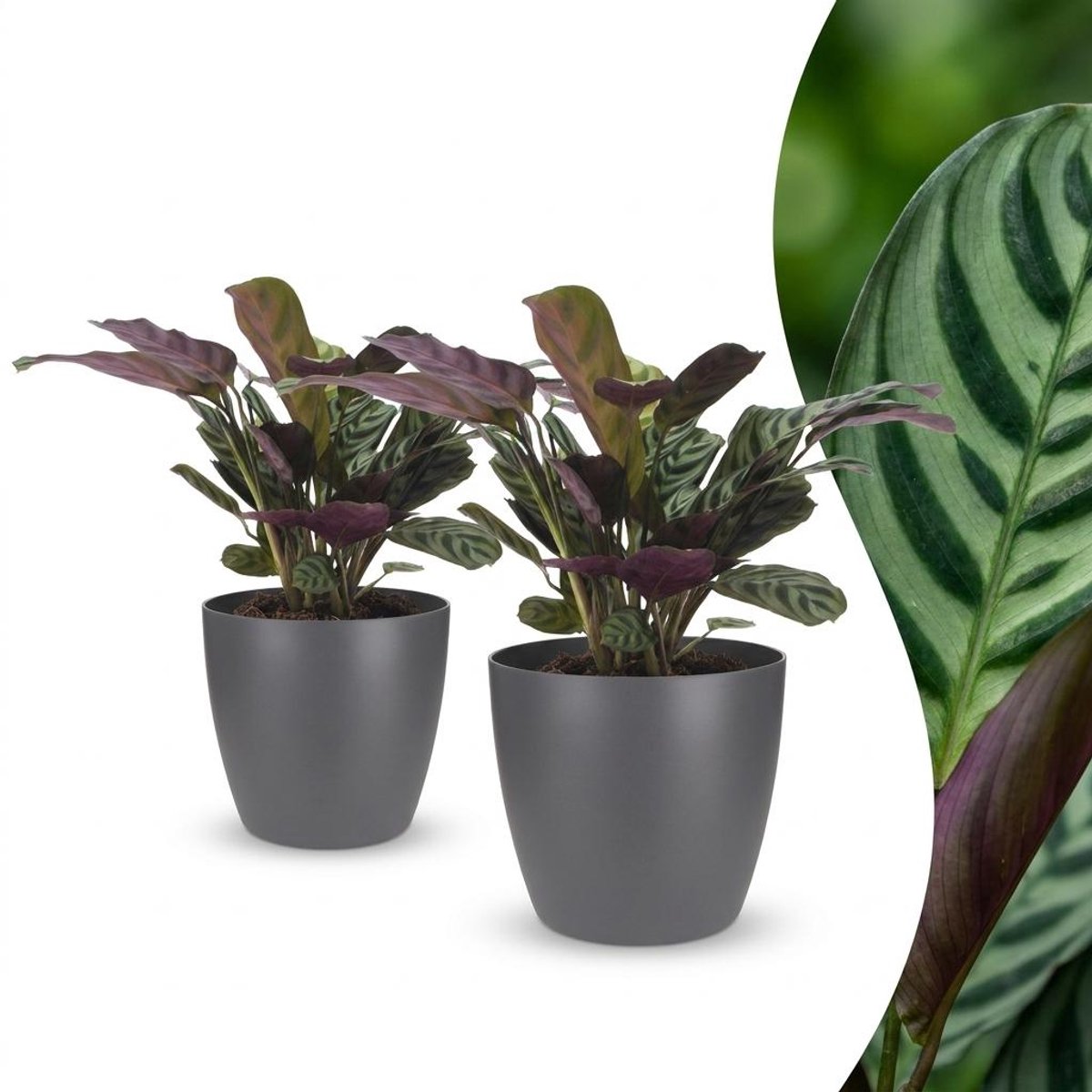 Plantenboetiek.nl | Ctenanthe Burle Marxii - Visgraatplant - 2 Planten - met Potter Grijs - Ø12cm - 30cm hoog