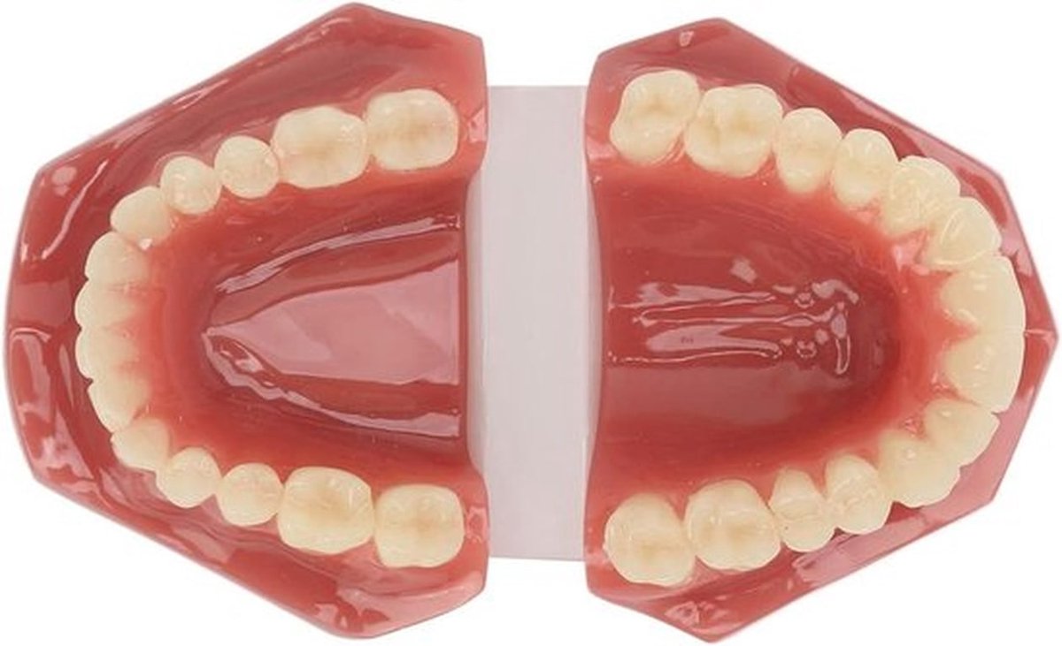 - Tandtandmodel - orthopedisch - herbruikbaar - volwassenen - hars - 28 tanden - training - kliniek voor tandarts - tanden - geschikt voor model - wit