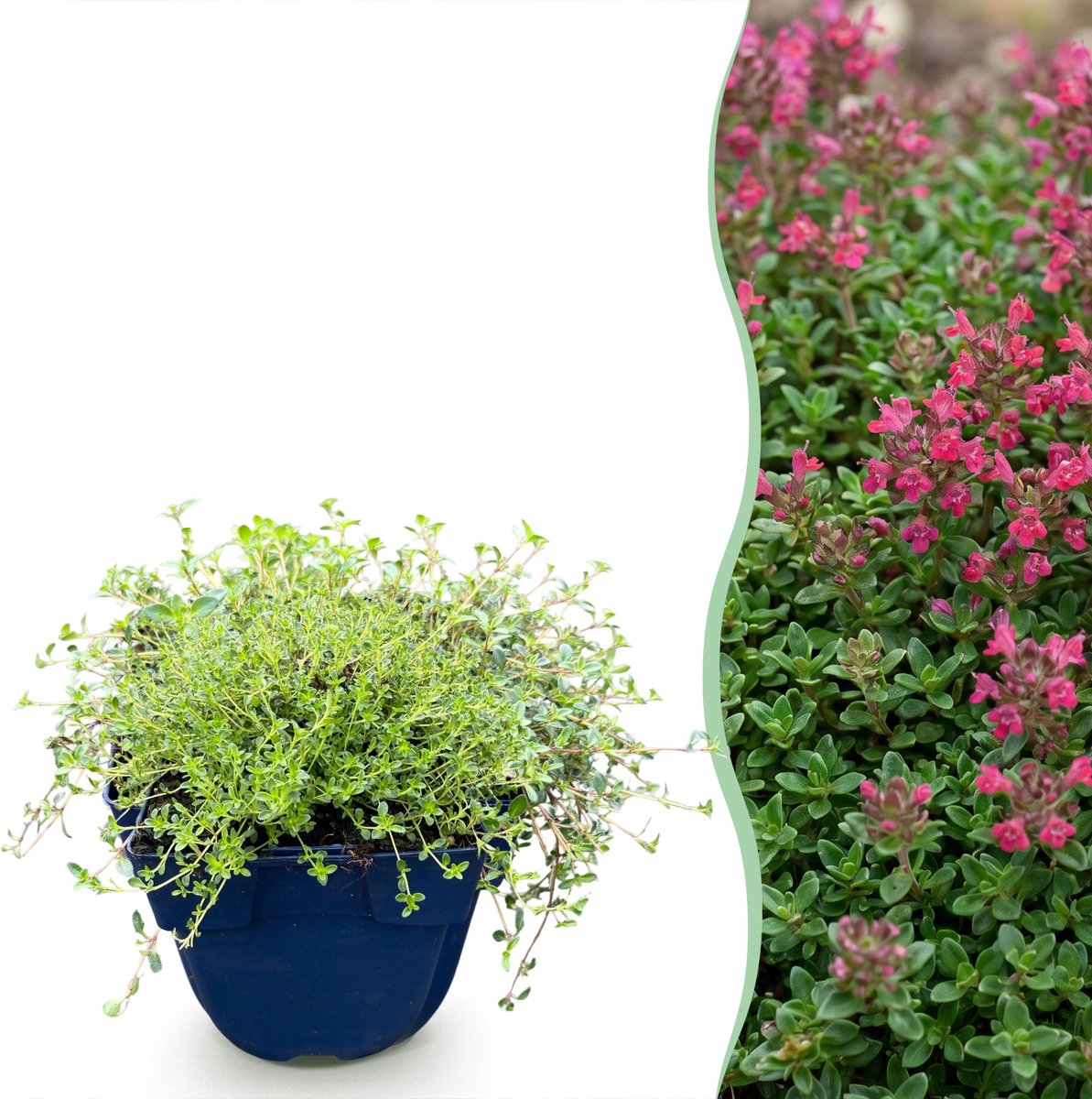 Plantenboetiek.nl | Thymus praecox Red Carpet - KruipTijm - Geurend - Rood-Roze - Ø11cm - 15-25cm hoog - Tuinplant