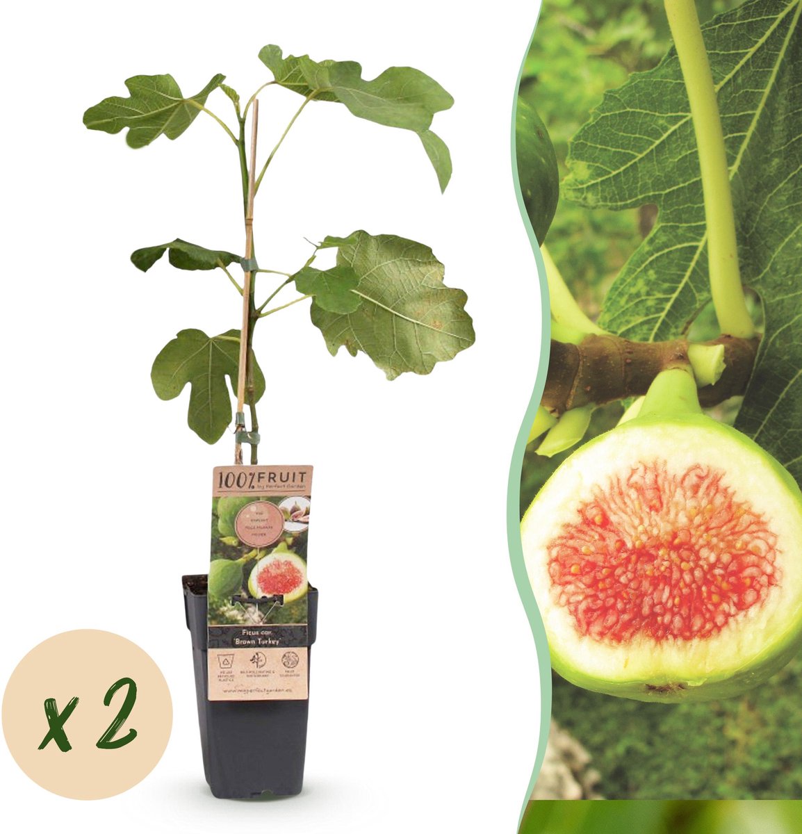 Plantenboetiek.nl | Ficus carica Brown Turkey - Vijgenboom - Winterhard - Groen - Paarse Vrucht - 2 Planten - Ø15cm - 40-50cm hoog - Tuinplant