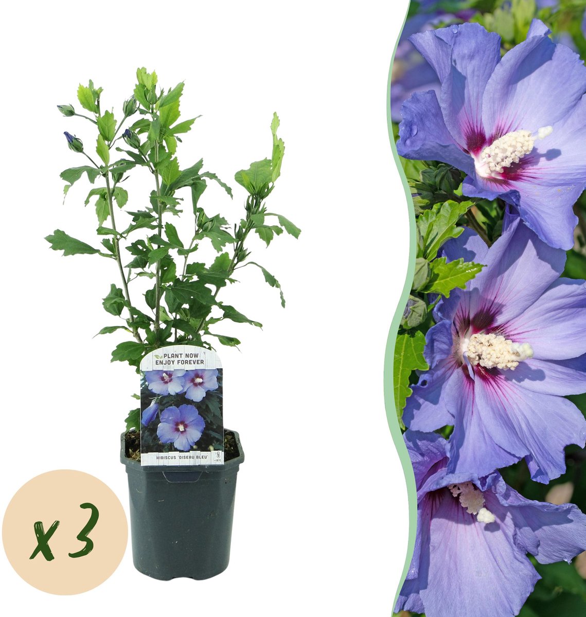 Plantenboetiek.nl | Hibiscus syriacus Oiseau Blue - Tuin Hibiscus - Winterhard - Blauw - 3 Planten - Ø17cm - 35-45cm hoog - Tuinplant