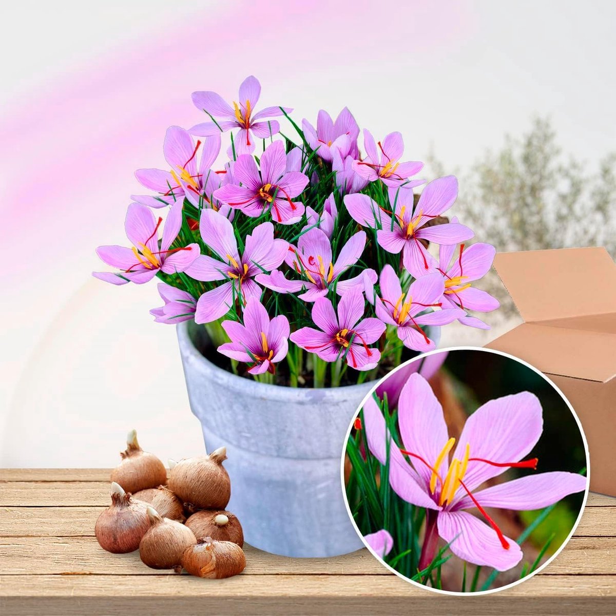 Saffron crocus Sativus bulbs (50 pieces), exclusive flower bulbs - ShopVlot