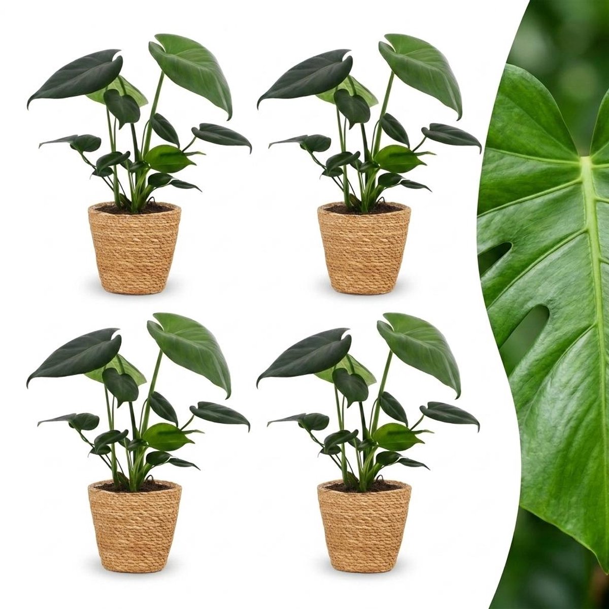 Green boutiQ - Monstera Deliciosa - Gatenplant - 4 Planten - met Mand - Pot 12cm - Hoogte 30cm