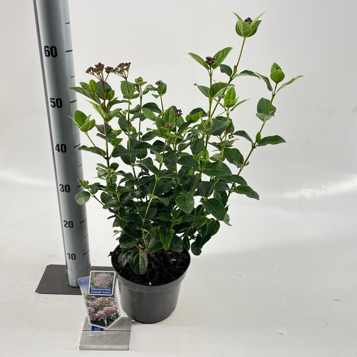 Viburnum tinus Lisarose - Struikkers Sierheester - Tuin Decoratie - Winterbloeiend - 30-40 cm - Roze en Wit