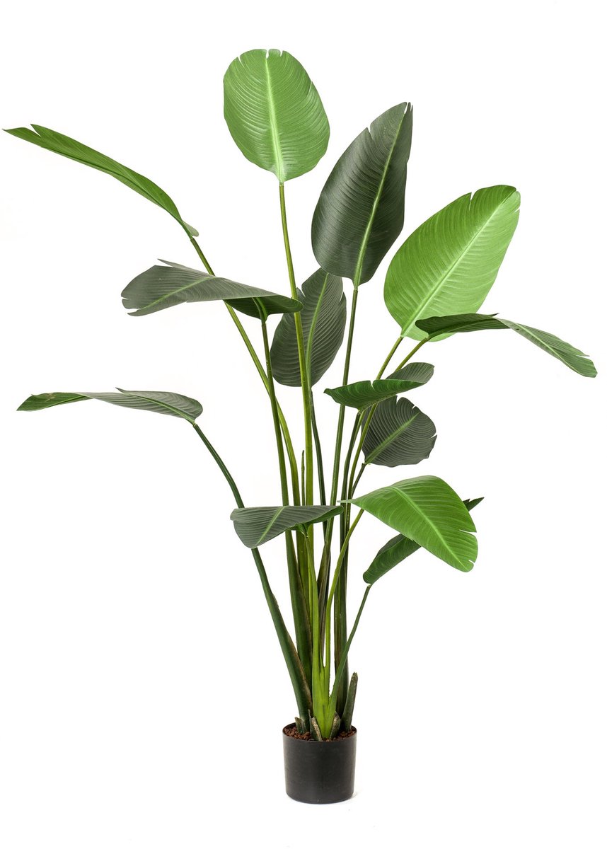 Emerald Kunstplant Strelitzia 230cm - Kunstplant voor binnen Groen