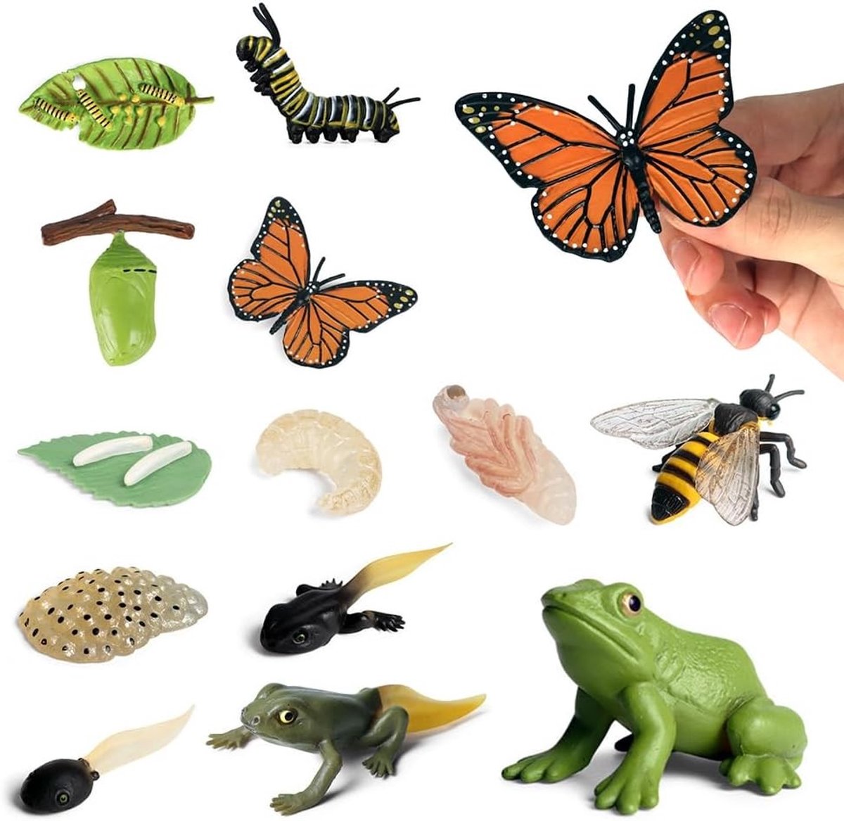 Set van 13 Levenscyclus Figuren met Vlinders, Bijen en Kikkers - Educatieve Montessori Speelgoed voor Kinderen, Insecten en Dieren Modellen voor Schoolprojecten en Natuuronderwijs