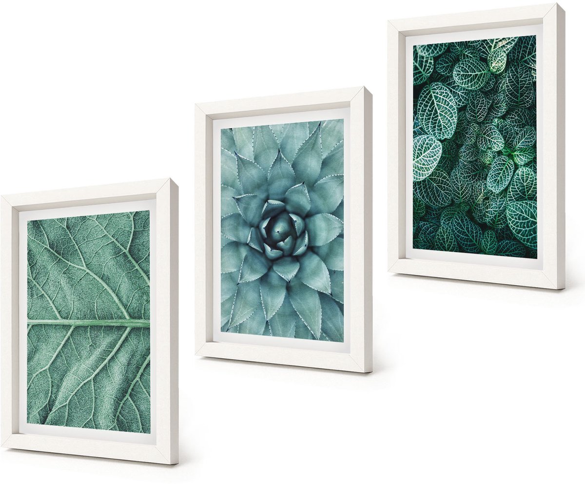 Coloray 3-Delige Schilderij Set - Close-ups van planten, bladeren en vetplanten - 20x30 - Wanddecoratie - Muurdecoratie - Moderne Interieurdecoratie - Interieur Decoratie