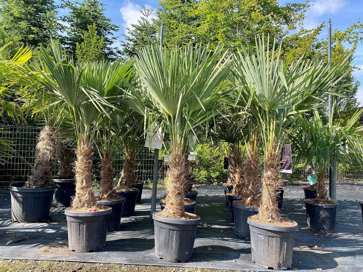 Dailygoods - Chinese Waaierpalm Trachycarpus Fortunei - Winterhard en Hoogte 140-160 cm