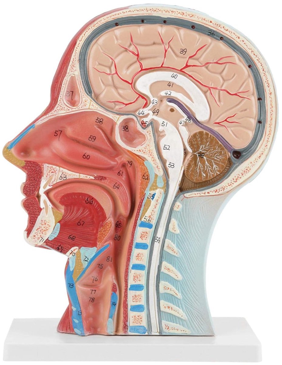 anatomisch hoofdmodel, levensgroot hoofd hersenhals mediane sectie studiemodel anatomisch medisch leermiddel