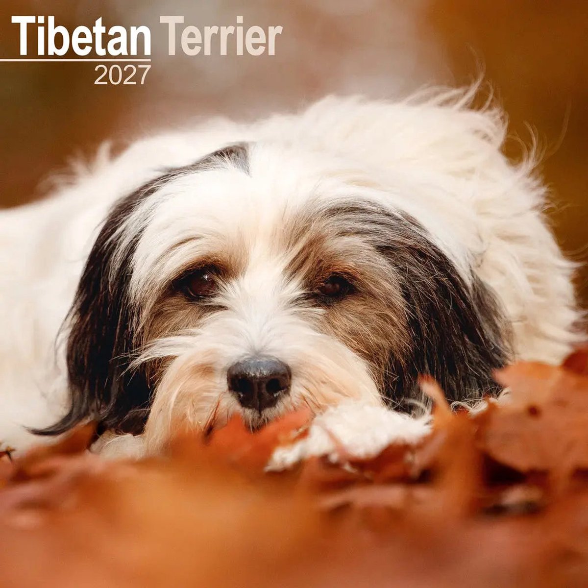 Tibetaanse Terrier Kalender 2027