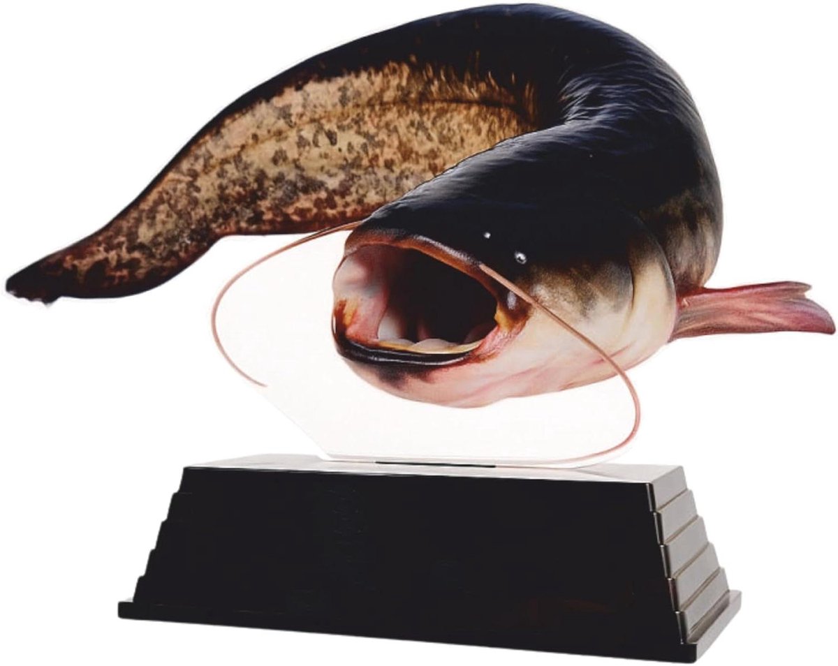 Vis Trofee Meerval - Wedstrijdprijs Vis - Viswedstrijd Prijs - Transparant 3D Effect - 17 cm - Natuurlijke kleuren