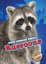 North American Animals - Raccoons