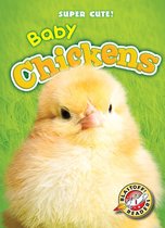Super Cute! - Baby Chickens
