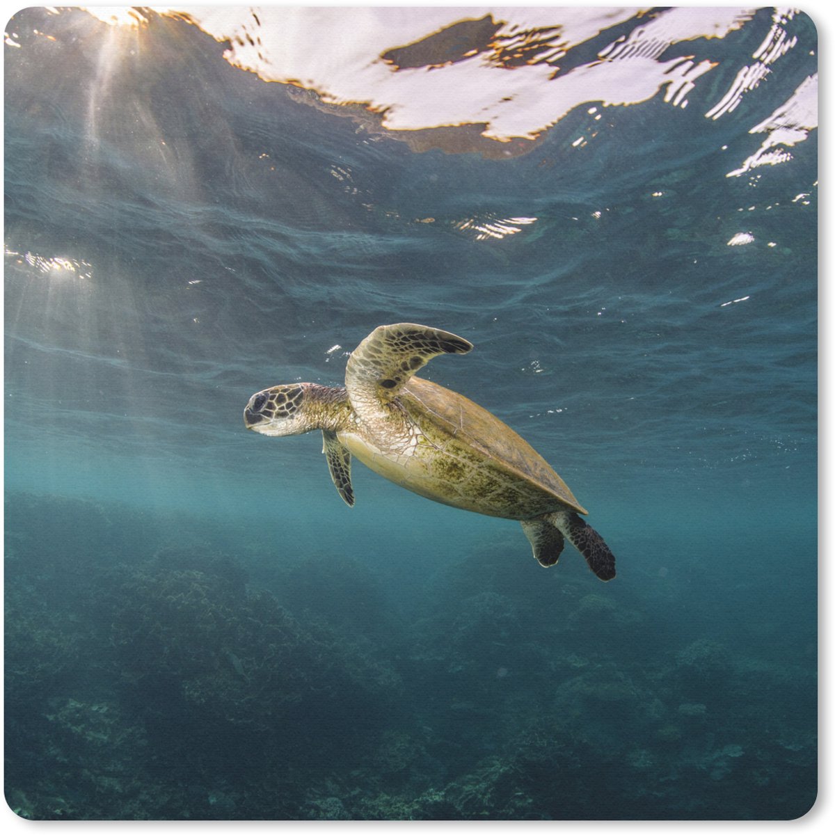 Muismat 30x30 cm - Mousepad Schildpad in helder water - Muismatten