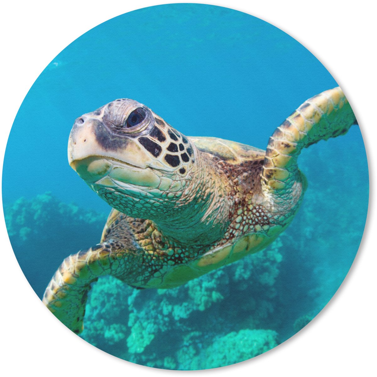 Muismat rond 20x20 cm - Mousepad Zeeschildpad zwemmend in Hawai - Ronde muismatten