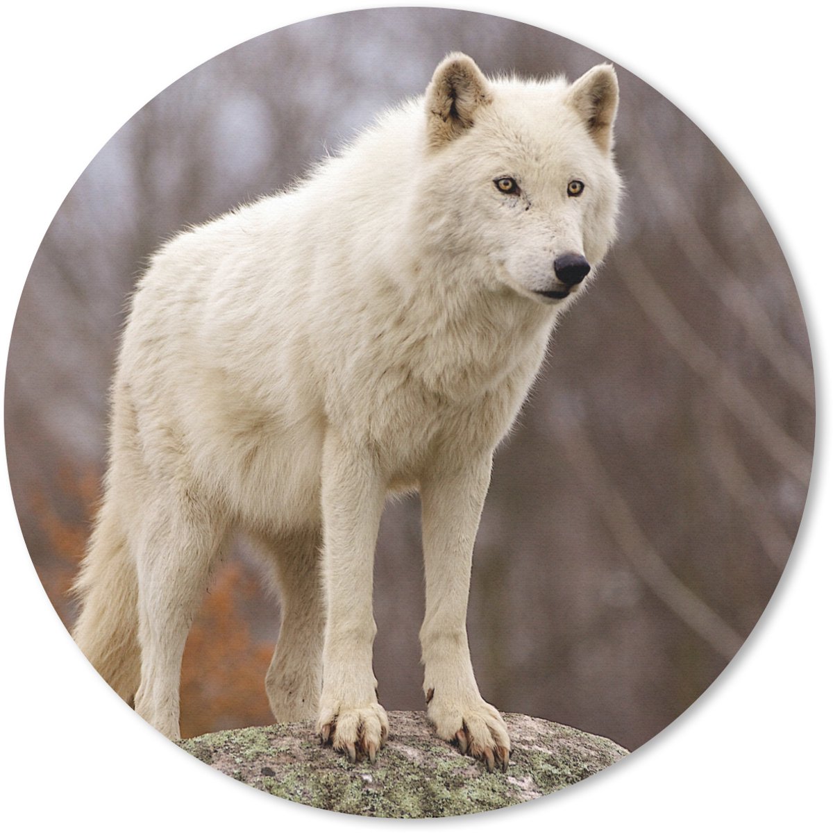 Muismat rond 40x40 cm - Mousepad Wolf - Steen - Wit - Ronde muismatten