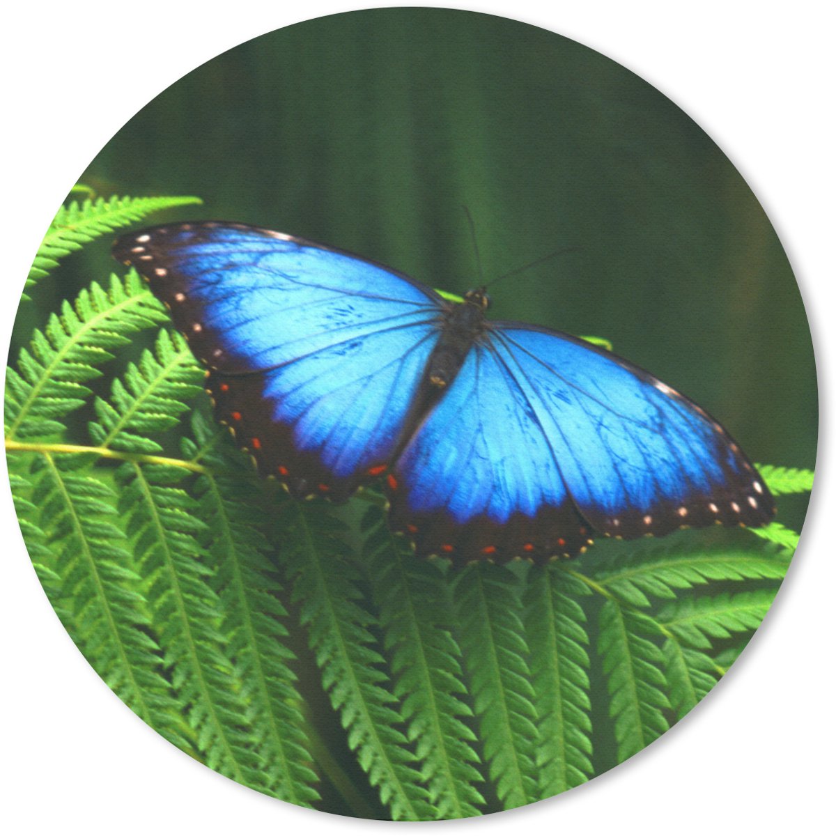 Muismat rond 40x40 cm - Mousepad Morpho vlinder - Ronde muismatten