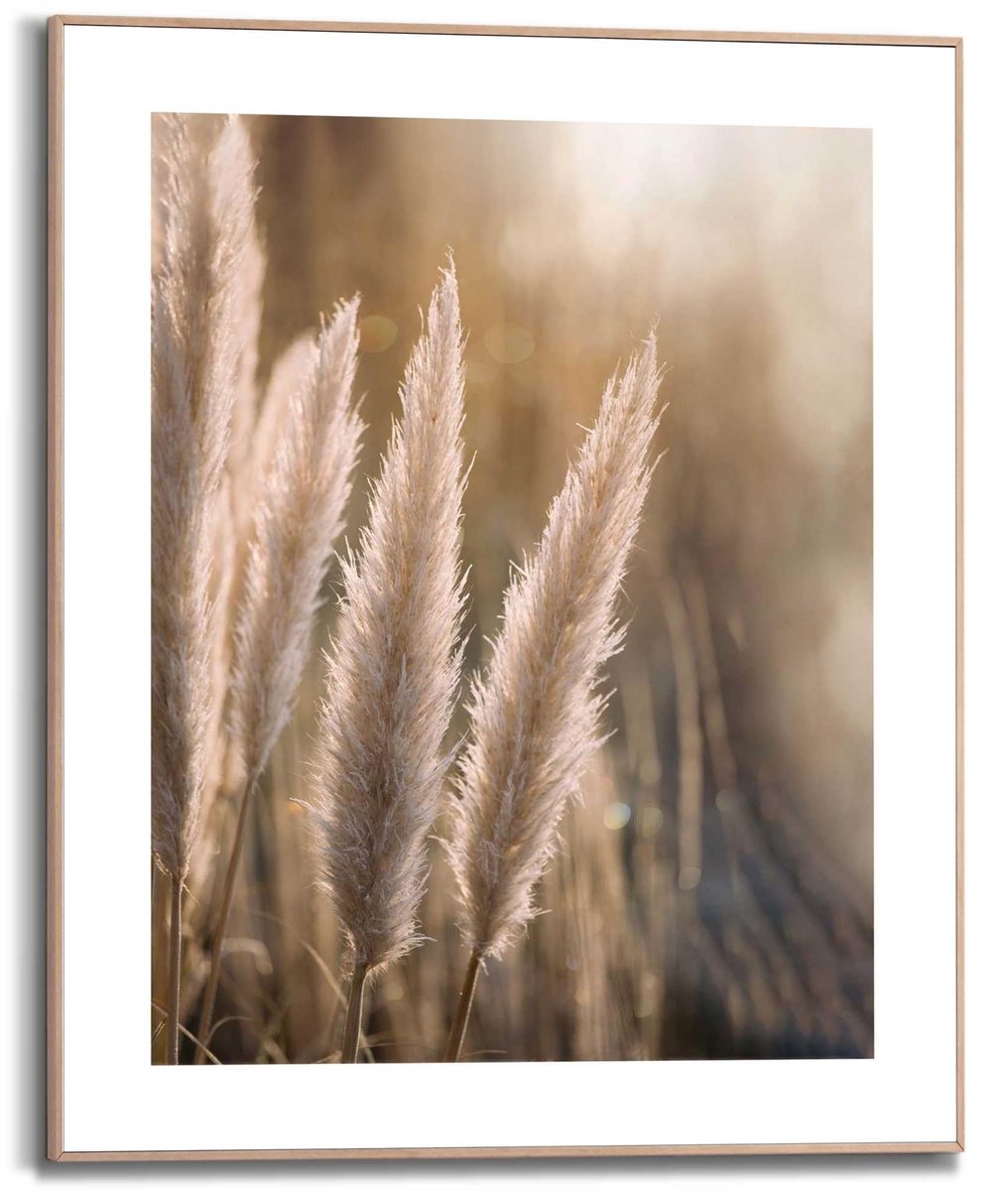 Ibenzoa Moderne Ingelijste Foto van Pampasgras voor Stijlvolle Wanddecoratie in Thuiskantoor, 50 x 40 cm Meerkleurig