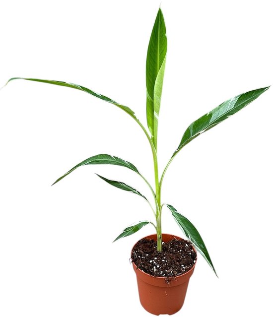 Musa Florida Variegata Kamerplant Potmaat Ø17 cm |Vers Van De Kweker