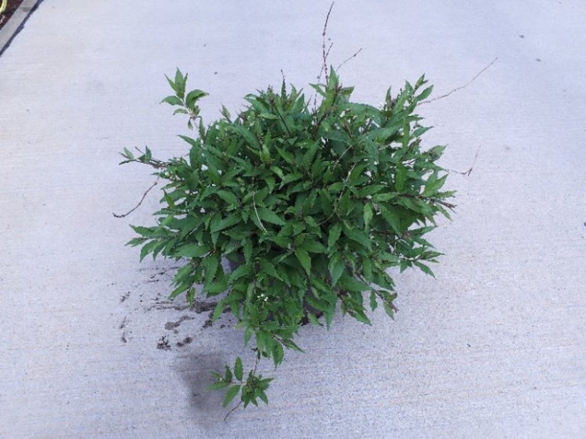 Arbustes de haie - Un ensemble 1 - Deutzia gracilis 'Nikko' - (10L) 40-50 cm