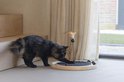Zwarte kat speelt met kattenmolen met veren en ballen.
