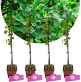 Set Van 4 Japanse Notenboom - Ginkgo biloba - Hoogte 60cm – 9cm pot