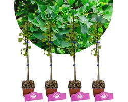 Set Van 4 Japanse Notenboom - Ginkgo biloba - Hoogte 60cm – 9cm pot