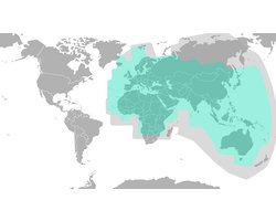 Satelliettelefoon SIM Kaart Prepaid Beltegoed voor Wereldwijde Dekking