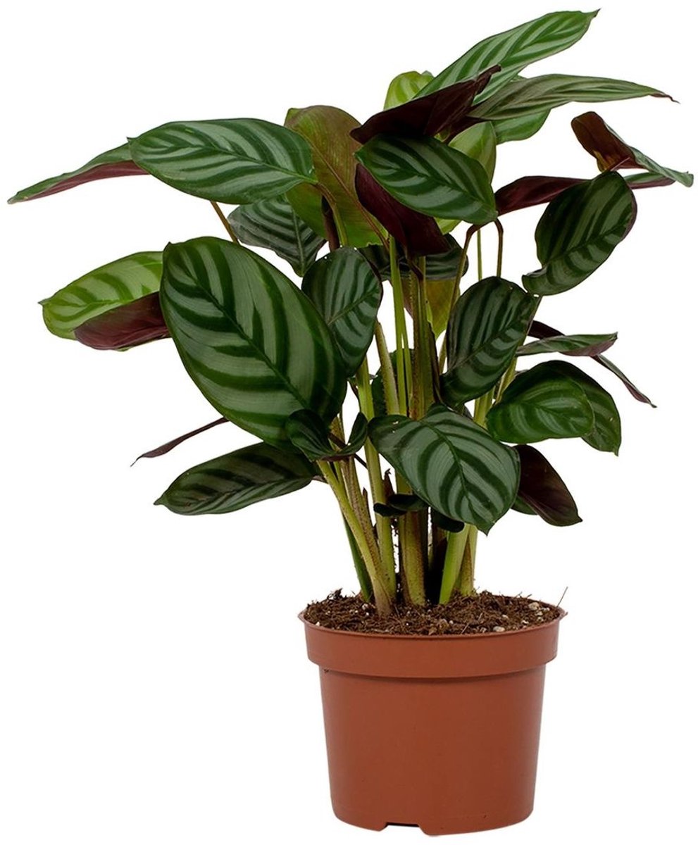 JUNAVERA Ctenanthe setosa 'Green Flag' | tropische bladplant voor terrarium en woonkamer | 7 cm pot | 18 cm hoog