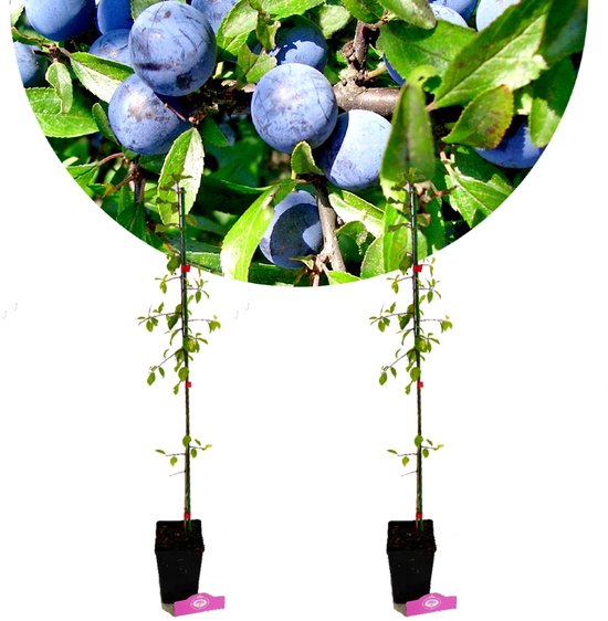 Twee jonge sleedoornbomen in zwarte potten, met een close-up van rijpe blauwe sleedoorns bovenin. Elke boom heeft een groene paal.