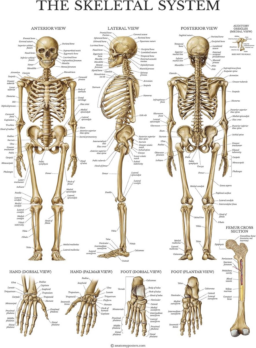 Anatomische Skelet Poster - Gelamineerde Anatomische Kaart van het Menselijk Skelet (18 x 27)