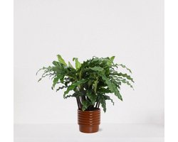 Calathea Blue Grass in luxe sierpot Liam Terra – luchtzuiverende kamerplant – pauwenplant – living plant - 35-45cm - Ø13 – geleverd met plantenpot – vers uit de kwekerij