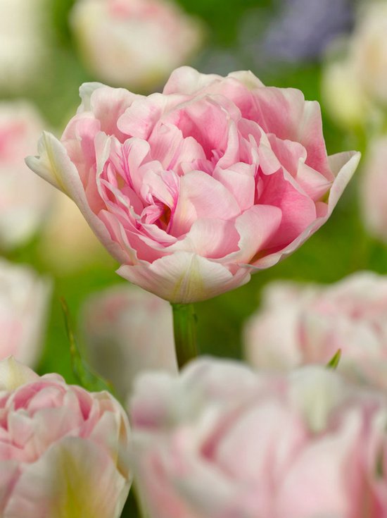 10x Tulpen 'Angelique' - BULBi® Bloembollen met bloeigarantie