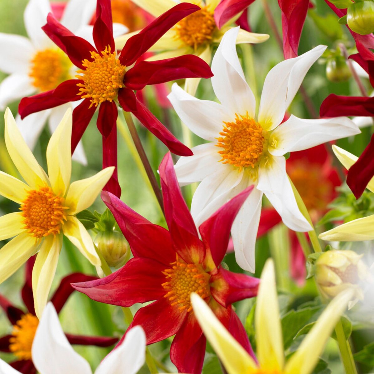 Honka dahlia (Dahlia honka) - Mix - Bijen-Vlinders - Snijbloemen - Zomerbollen