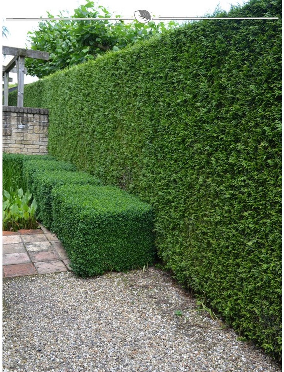 Levensboom Thuja plicata Martin 180-200 cm, 20x Haagplant