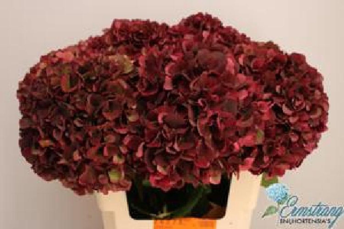 10x Hydr.mag.rubyred classic 60cm