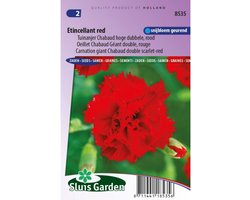 Sluis Garden - Tuinanjer, Anjer Chabaud Etincellant Red (Dianthus)