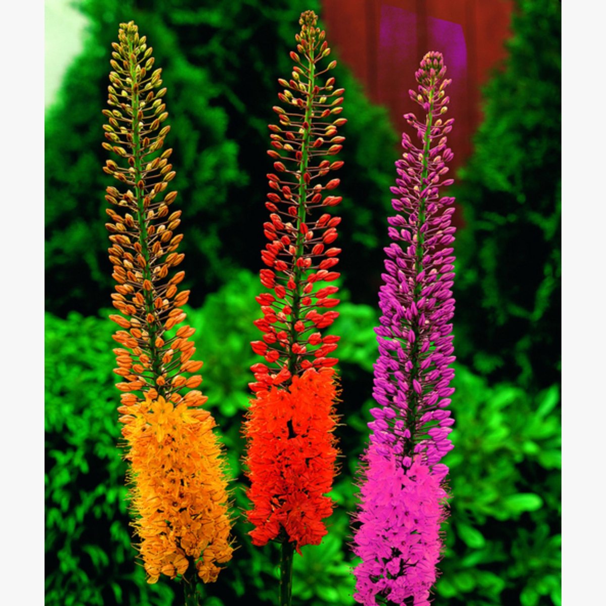 Woestijnkaars (Eremurus) - Mix - Naald van Cleopatra - Bijen-Vlinders - Snijbloemen - Vaste planten - Voorjaarsbollen - bloeit in Mei / Juni