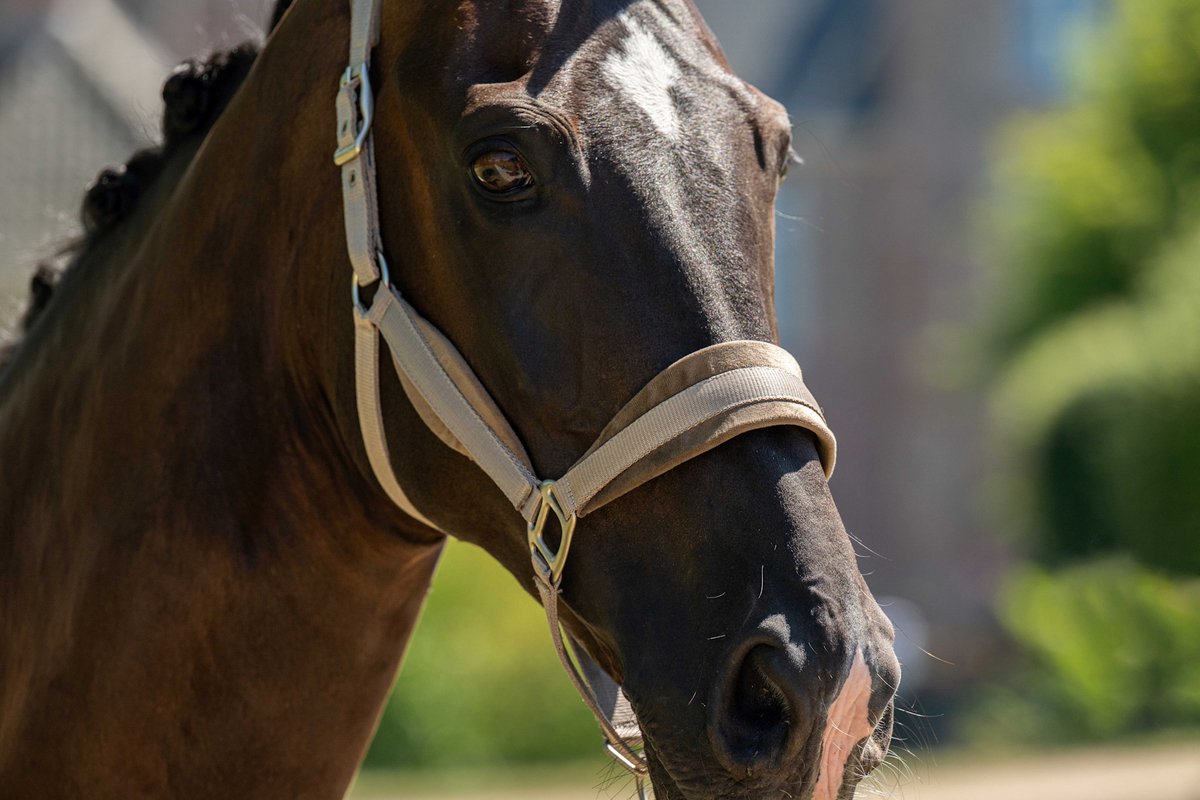 Showtime Halster Velvet Taupe - Cob