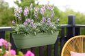 Lichtgroene balkonbak met paarse bloemen, hangend aan een zwarte balustrade.
