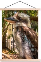 Une photo fascinante d'un kookaburra dans la nature de l'Australie affiche  scolaire... | bol.com