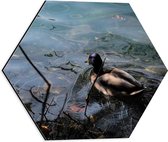 WallClassics - Dibond Hexagon - Eendje Zwemmend in het Water - 40x34.8 cm Foto op Hexagon (Met Ophangsysteem)