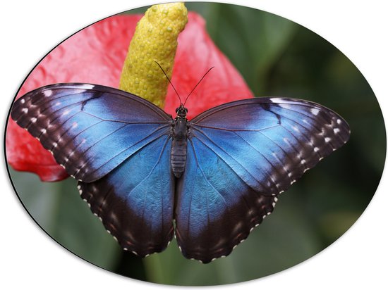 WallClassics - Dibond Ovaal - Blauw Zwarte Vlinder op Rode Bloem - 56x42 cm Foto op Ovaal (Met Ophangsysteem)